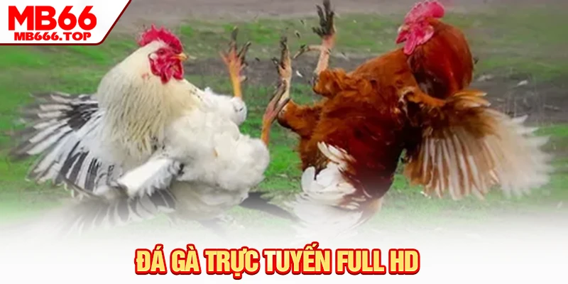 Đá gà trực tuyến full HD 